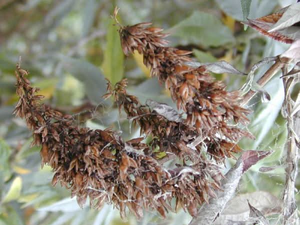 Brown Buddleja Flower Seeds for Planting - NON GMO Seeds