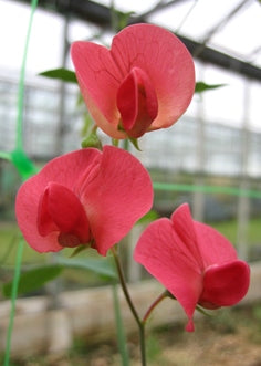 Everlasting Pea Seeds - Red