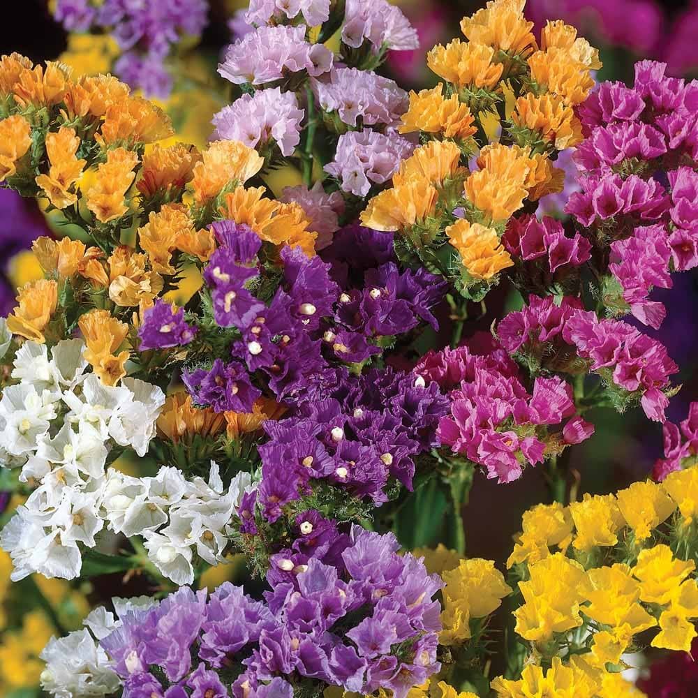 Statice Fortress Rose Flower Seeds – Dried Flower Favorite with Long - Lasting Color - Dharaseeds