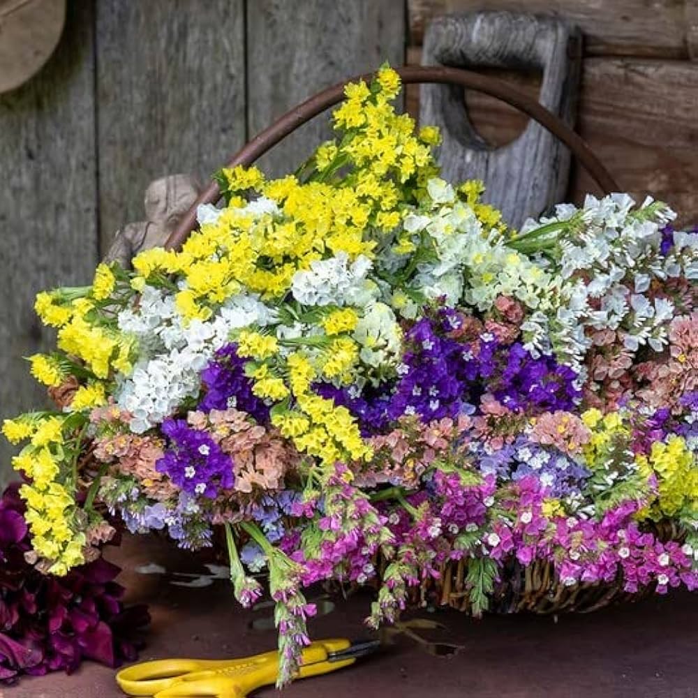 Statice Fortress Rose Flower Seeds – Dried Flower Favorite with Long - Lasting Color - Dharaseeds