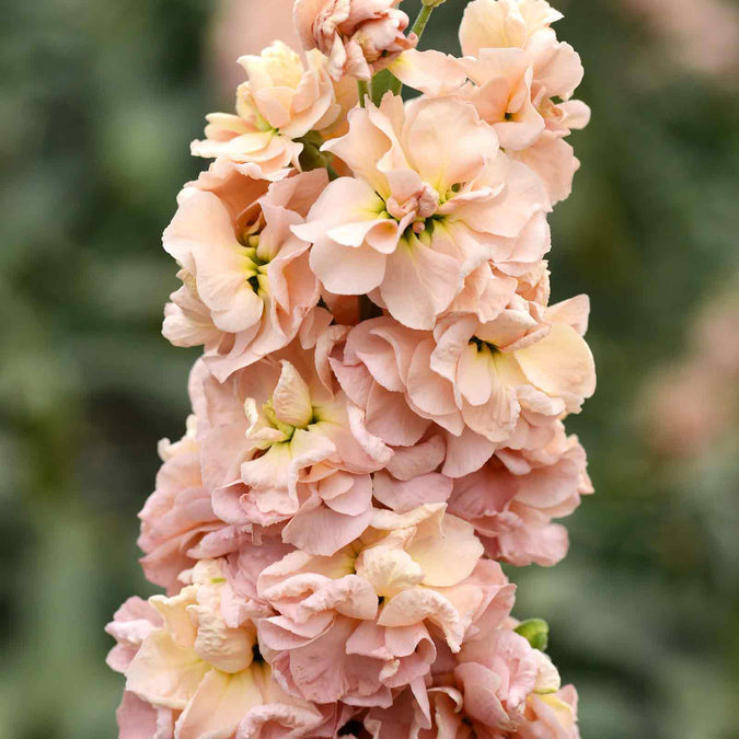 Column Seeds - Apricot