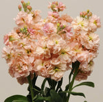 Stock Apricot Imported heirloom non-gmo garden seeds