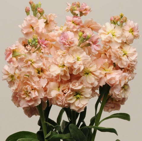 Stock Apricot Imported heirloom non-gmo garden seeds