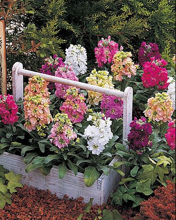 Stock Cindrella Imported heirloom non-gmo organic garden seeds