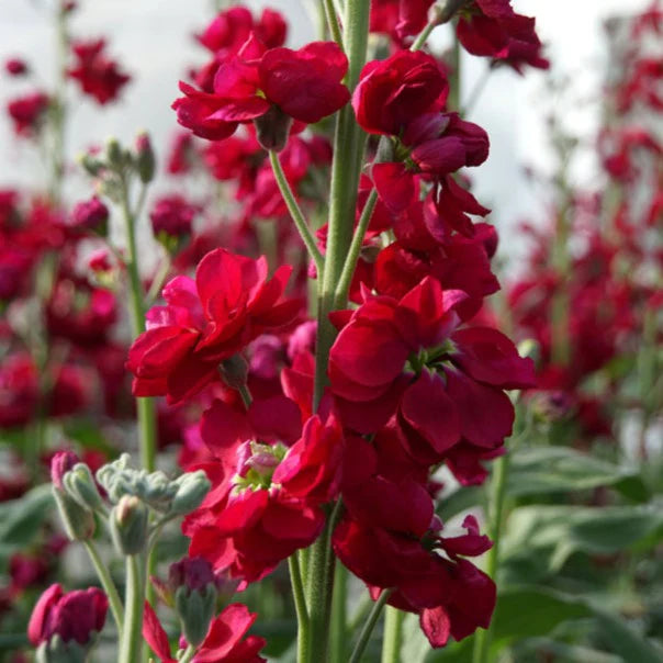 Stock Purple Ten-Week High Red Flowering Seeds For Planting