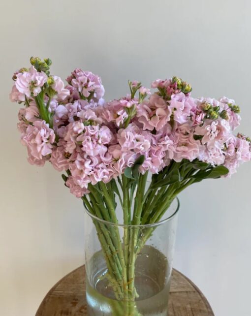 Stock Iron Cherry Blossom Imported heirloom non-gmo garden seeds