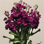 Stock Purple Imported heirloom non-gmo garden seeds