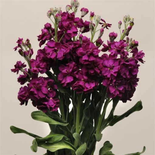 Stock Purple Imported heirloom non-gmo garden seeds
