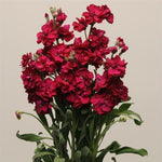 Stock Ruby Imported heirloom non-gmo garden seeds