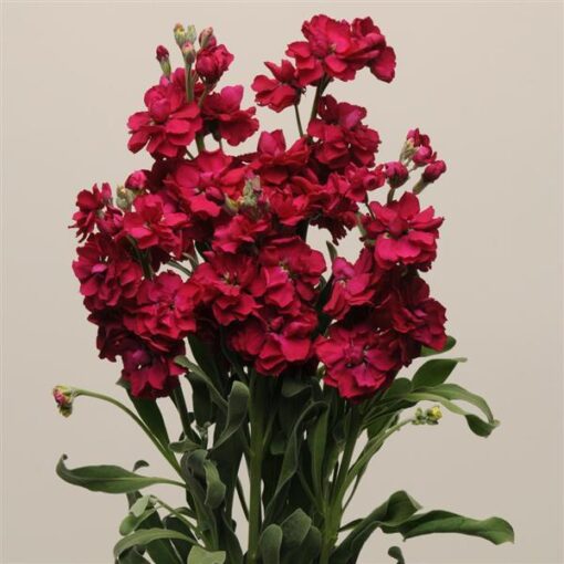 Stock Ruby Imported heirloom non-gmo garden seeds