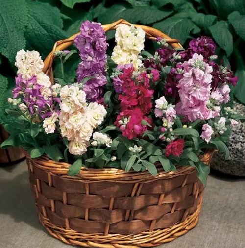 Stock Vintage Imported heirloom non-gmo garden seeds