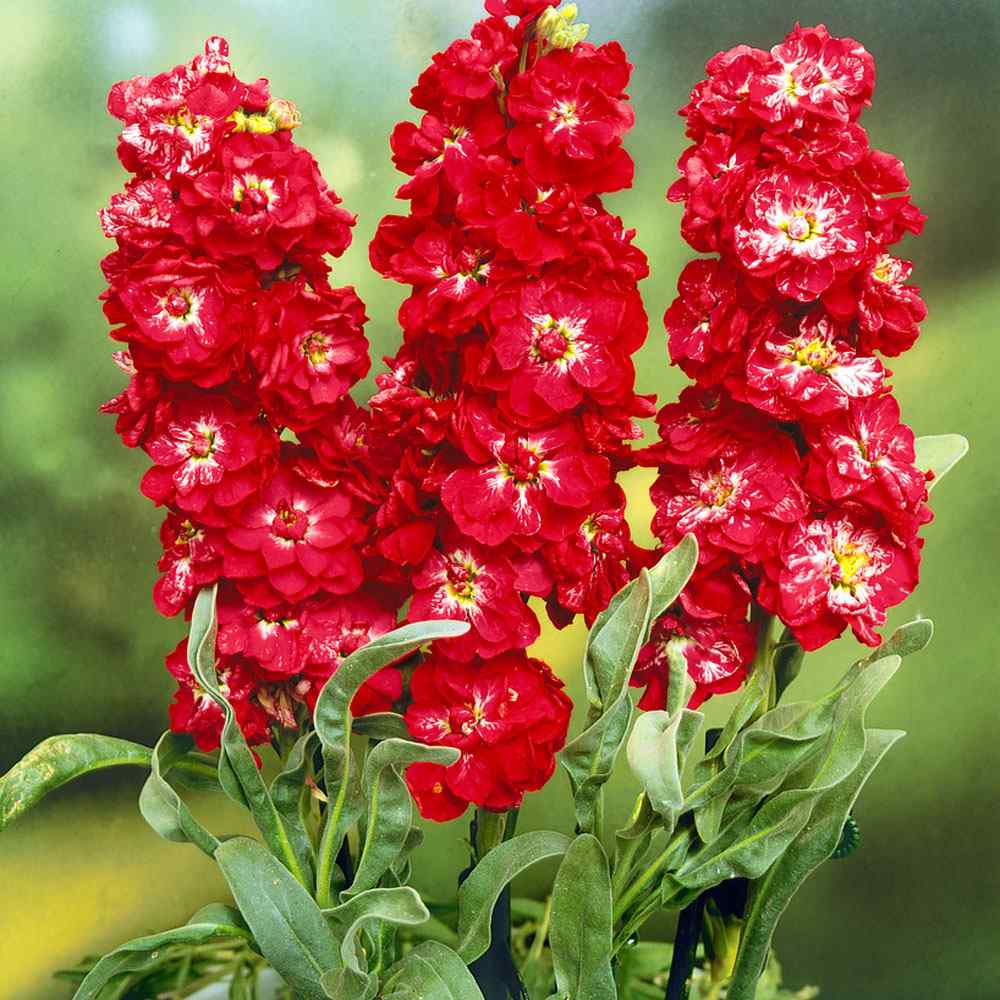Stock Purple Ten-Week High Red Flowering Seeds For Planting