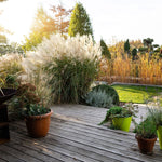 Ornamental stone grass grown from premium quality seeds