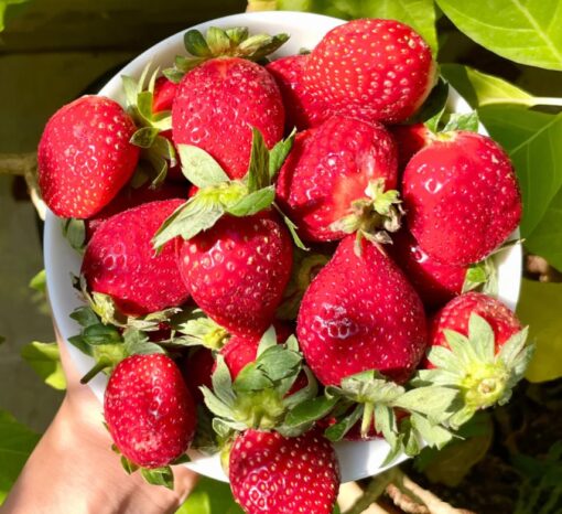 Strawberry Alpine heirloom non-gmo garden seeds