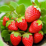 Strawberry Fragaria × Ananassa seeds Red Giant climbing strawberries for vertical gardening