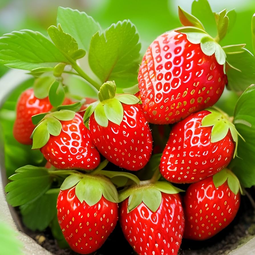 Strawberry Fragaria × Ananassa seeds Red Giant climbing strawberries for vertical gardening