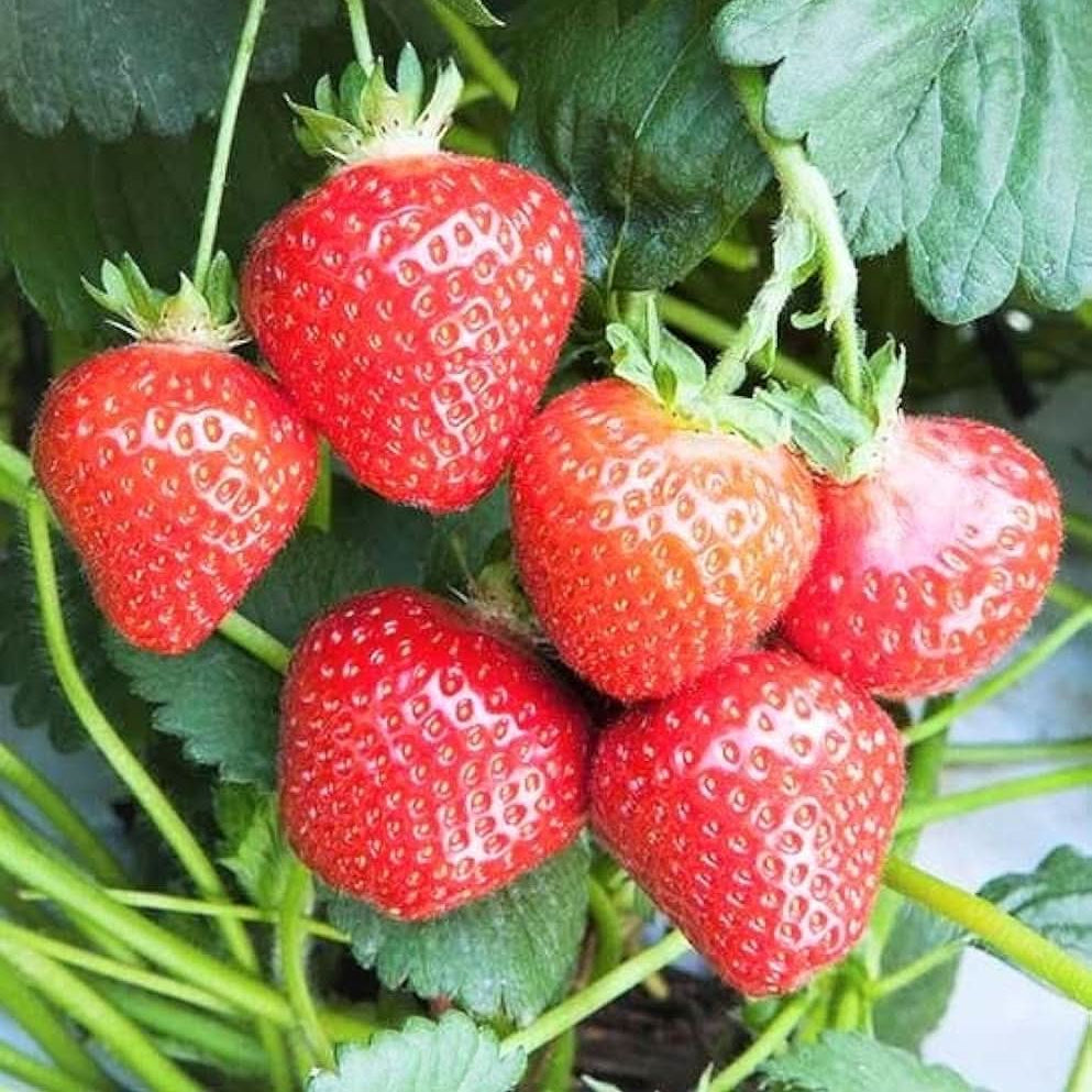 Strawberry Fragaria Ananassa seeds for vertical gardening