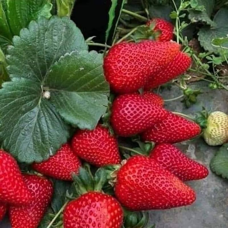 Giant strawberry seeds Fragaria Ananassa for home planting