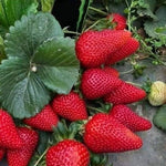 Giant strawberry seeds Fragaria Ananassa for home planting