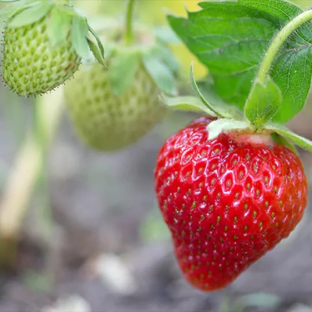 Strawberry plant growth from Red Variety seeds