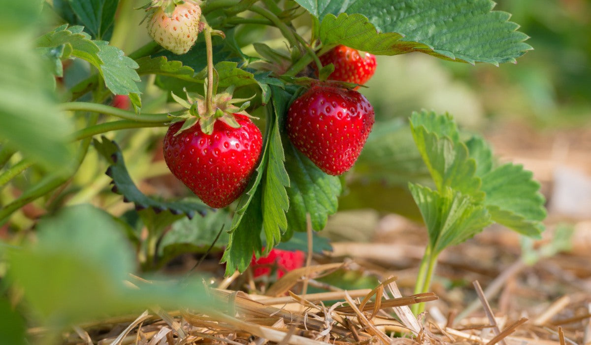 Ogallala Strawberry (Fragaria × ananassa) Plants