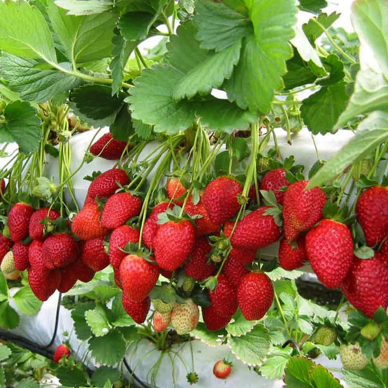 Giant strawberry seed packet for home garden growers