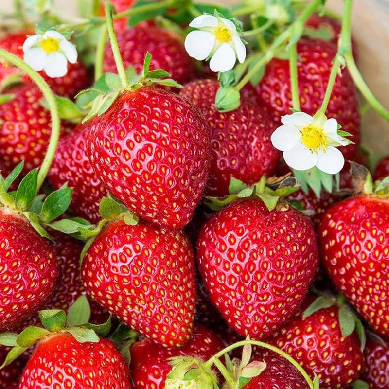 Strawberry seedlings growing in containers from premium seeds