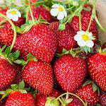 Strawberry seedlings growing in containers from premium seeds