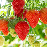 Strawberry seedlings suitable for balcony and container gardening