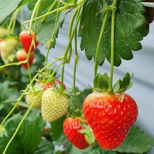 Strawberry seedlings growth guide from seeds