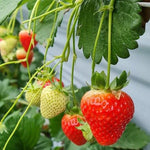 Strawberry seedlings growth guide from seeds