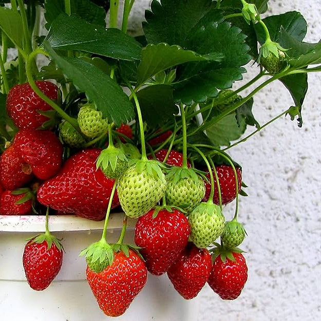 Strawberry seedlings sprouting for small-space gardens