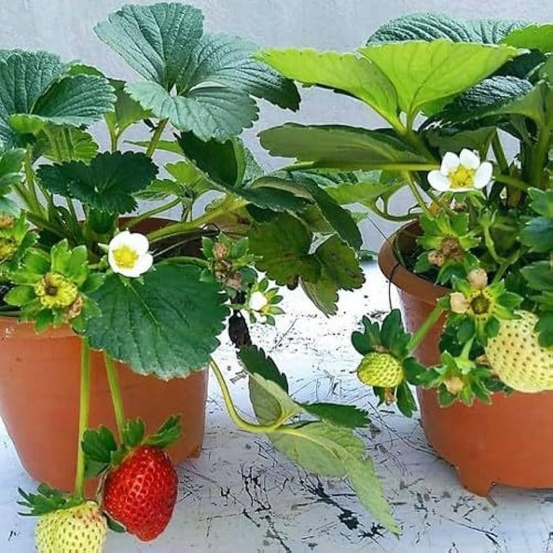 Strawberry seeds for home garden and backyard planting