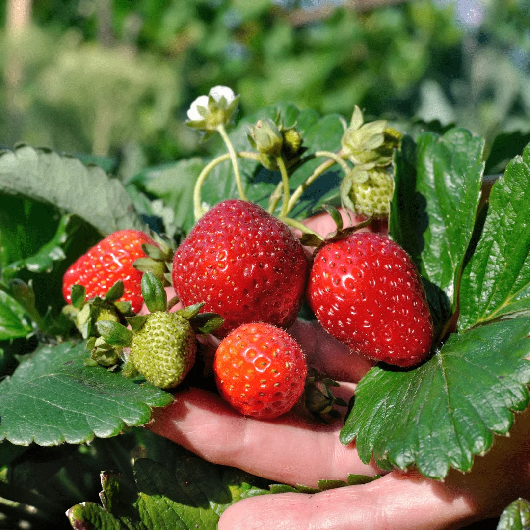 Strawberry seeds for planting in garden beds