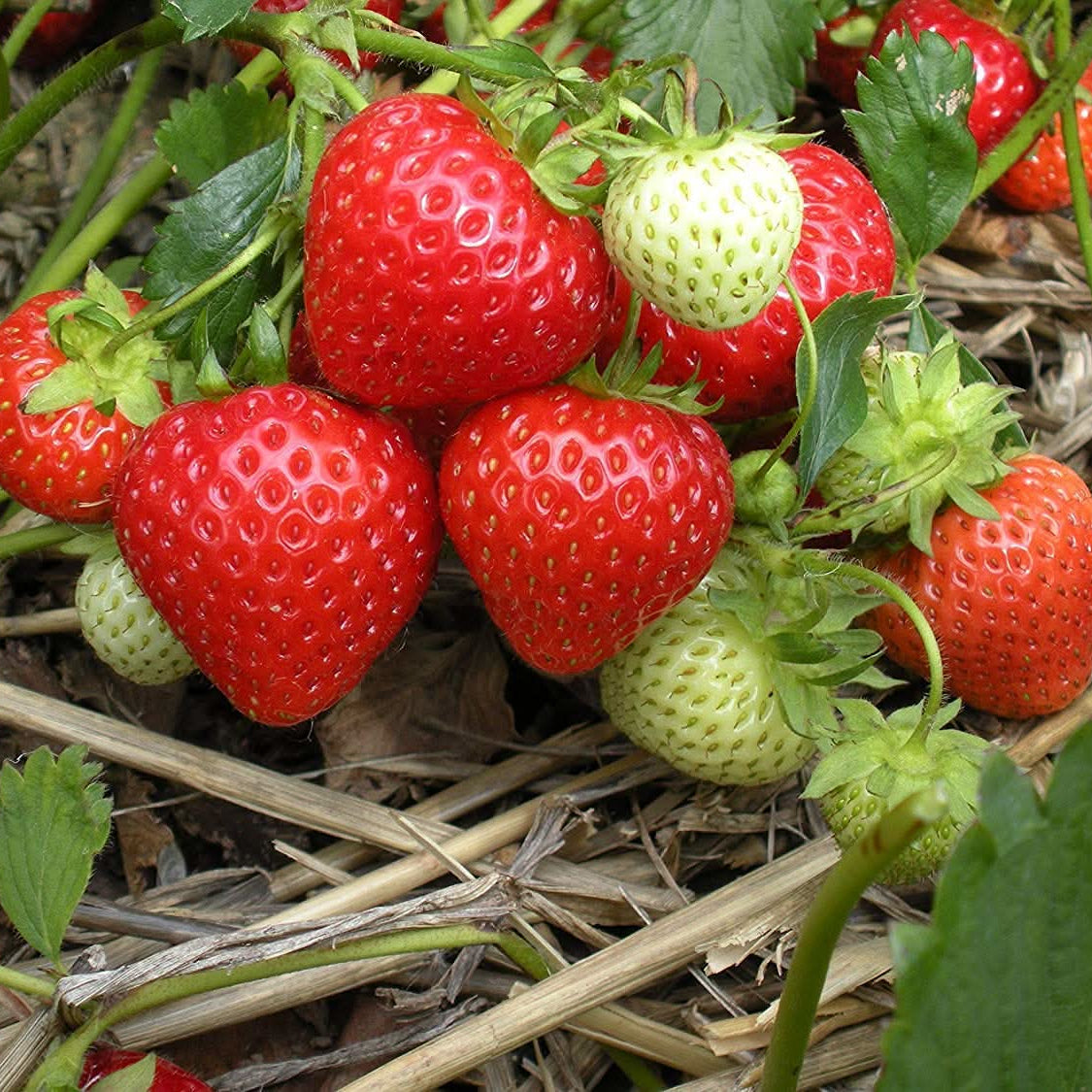 Strawberry seeds Fragaria Ananassa garden variety for planting