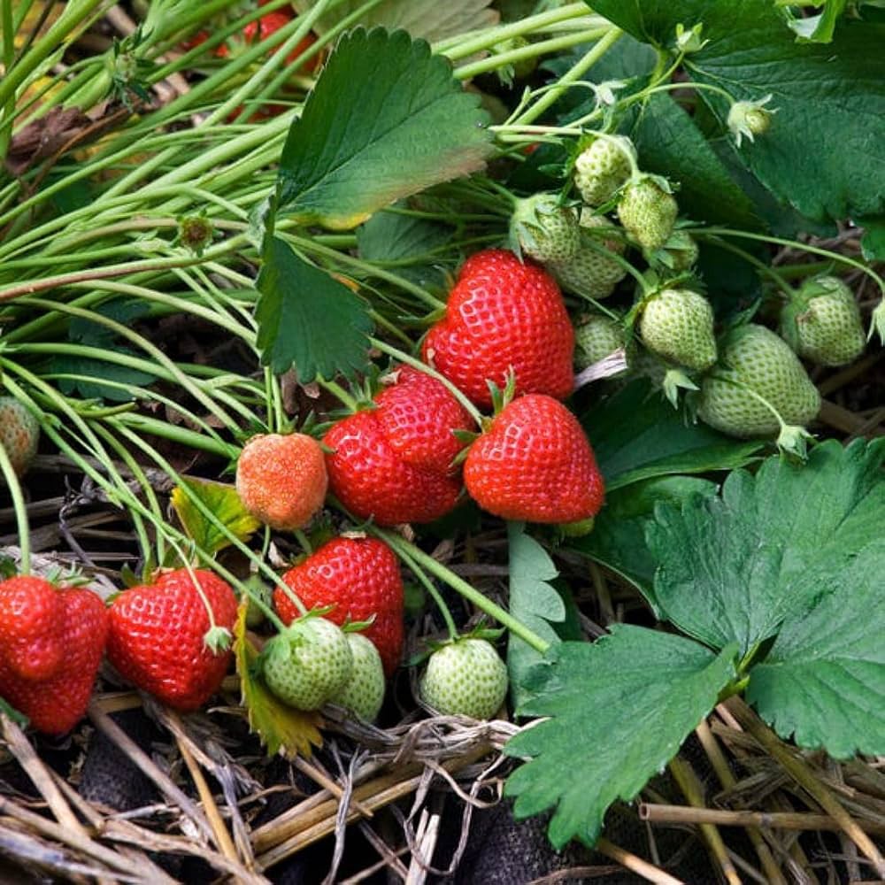 Fragaria ananassa Sarian F1 strawberry seeds for planting home garden