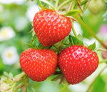 Strawberry seeds germination for beginners