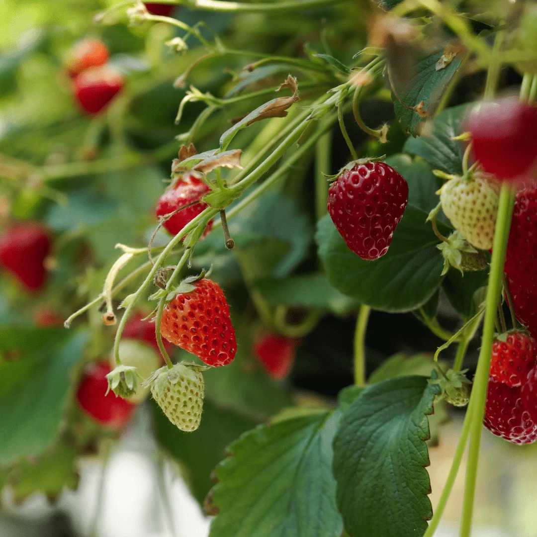Strawberry seeds for hanging basket and container gardening