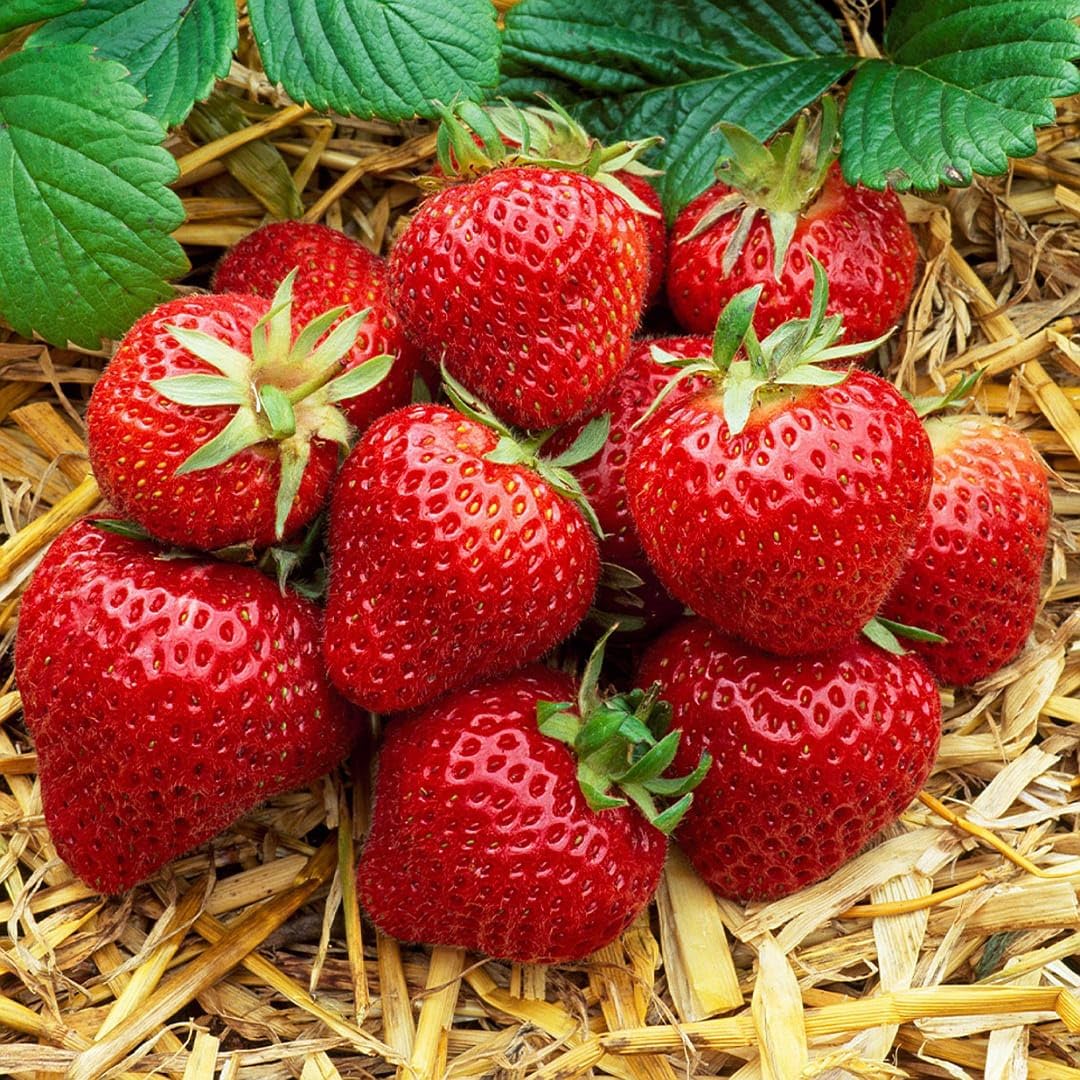 Strawberry seeds red variety for home gardening use
