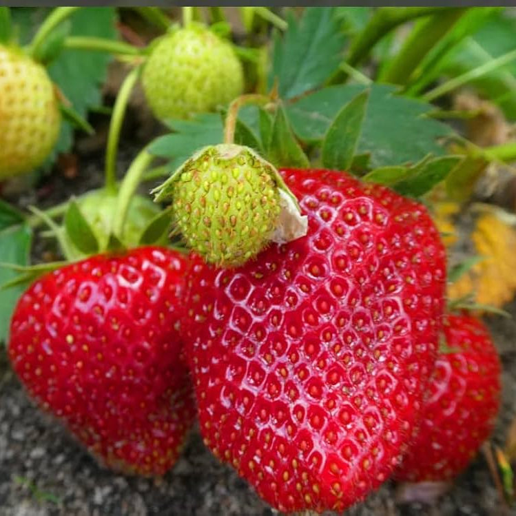 Strawberry seeds seedling stage in seed tray