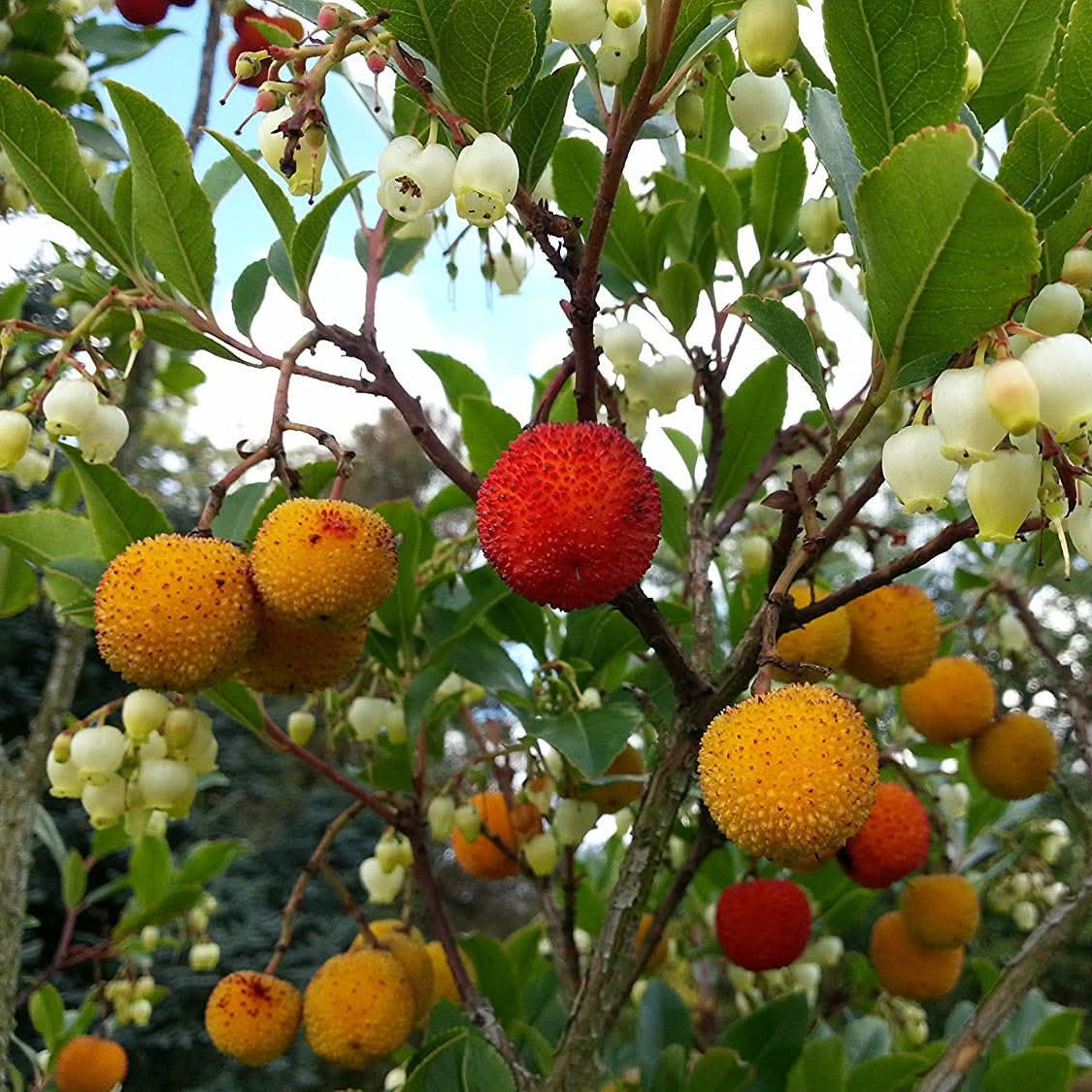 Strawberry Tree Fruit Seeds High Germination