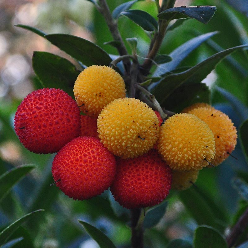 Strawberry Tree seeds for home garden landscape planting