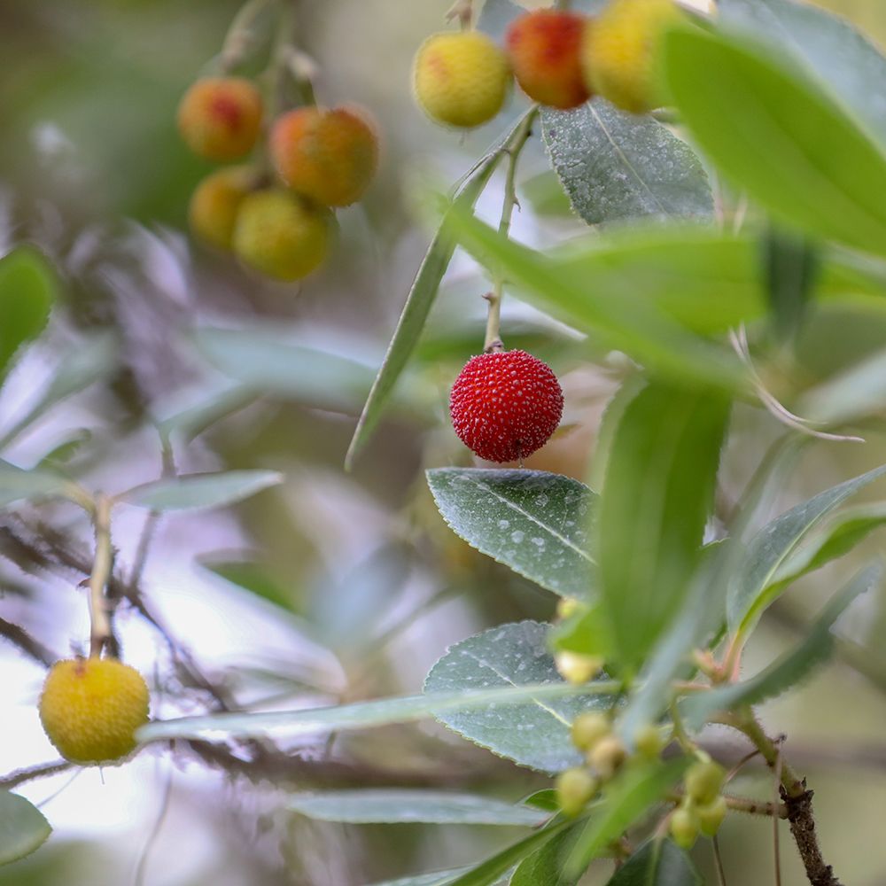 Strawberry Tree seedlings growing from seeds