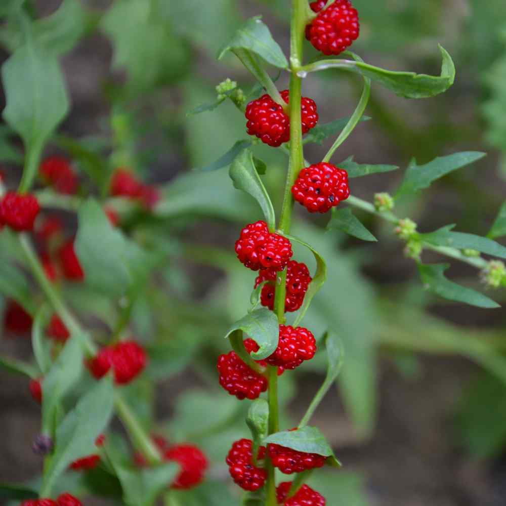 Chenopodium Nutritious Leafy Plant Seeds