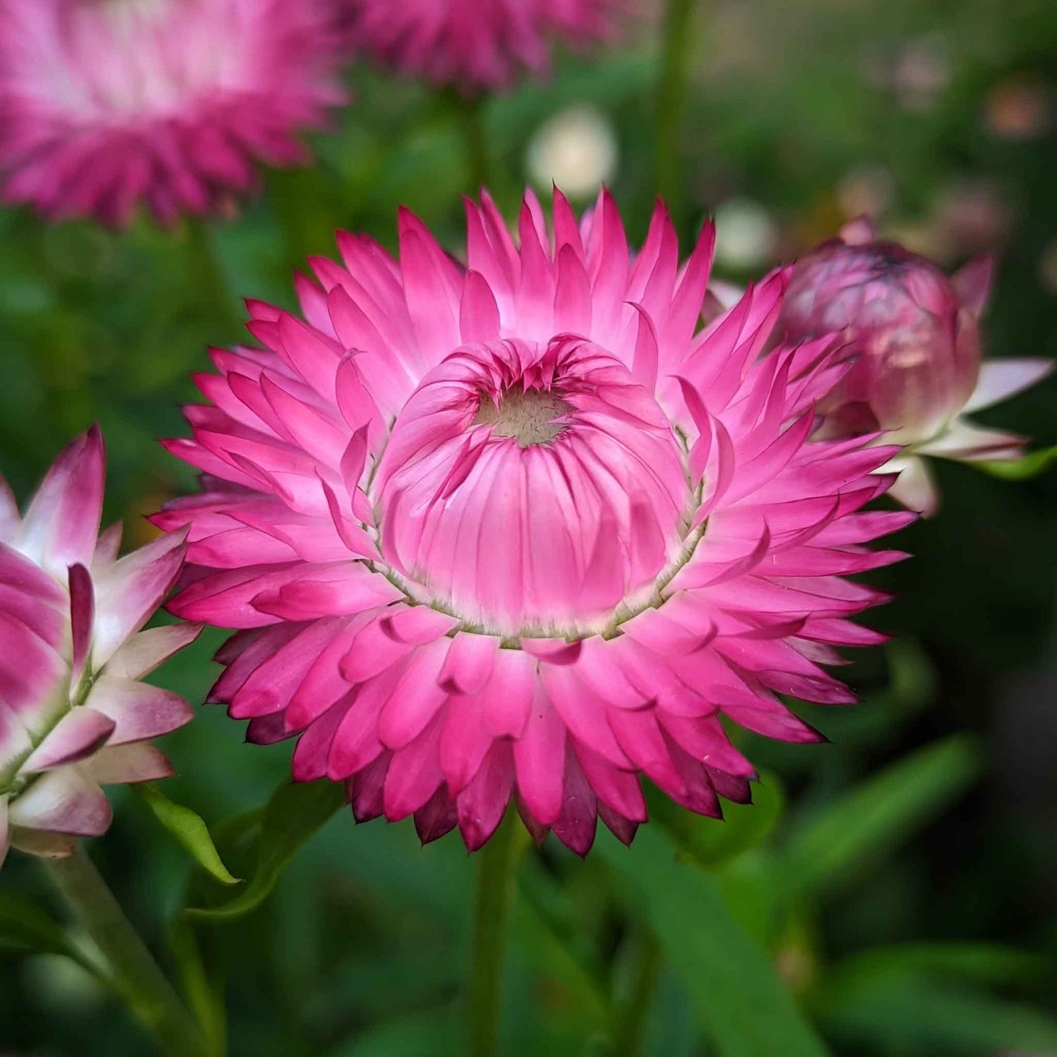 Strawflower Seeds - Bright Rose