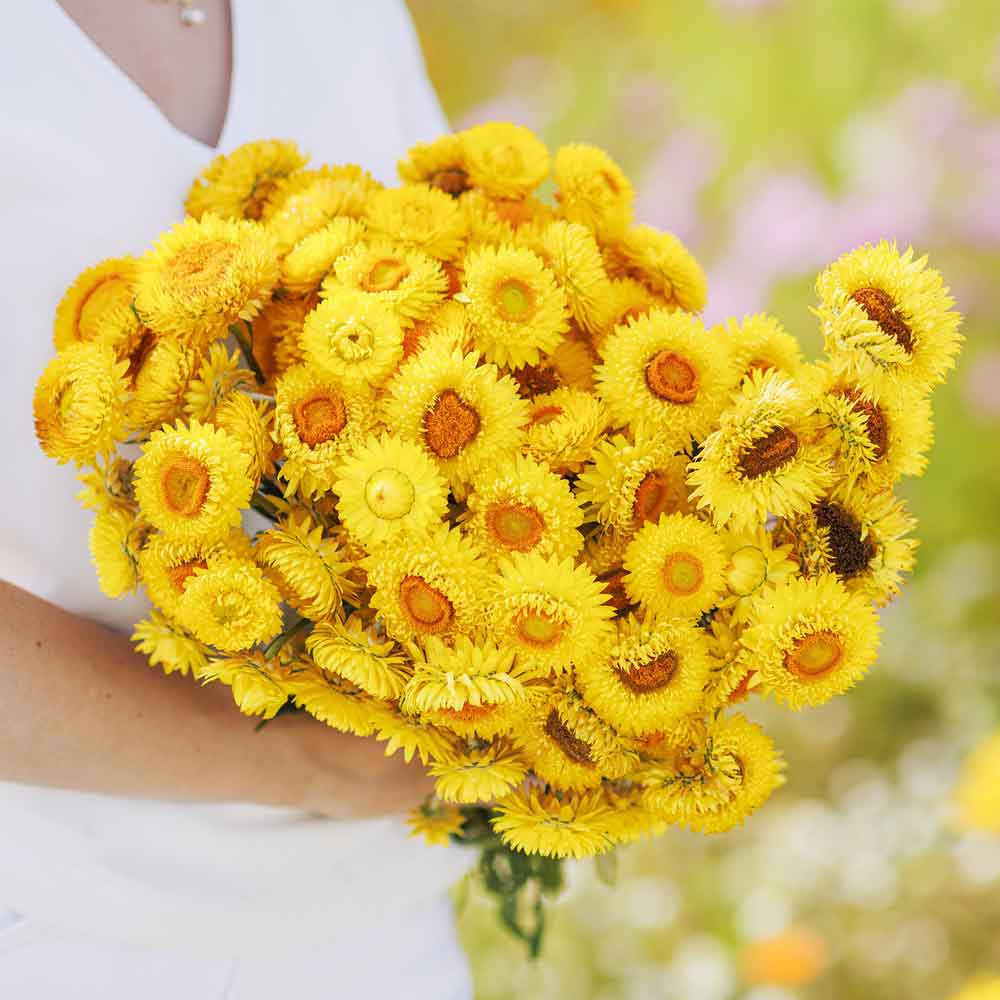 Strawflower Seeds - Golden Yellow