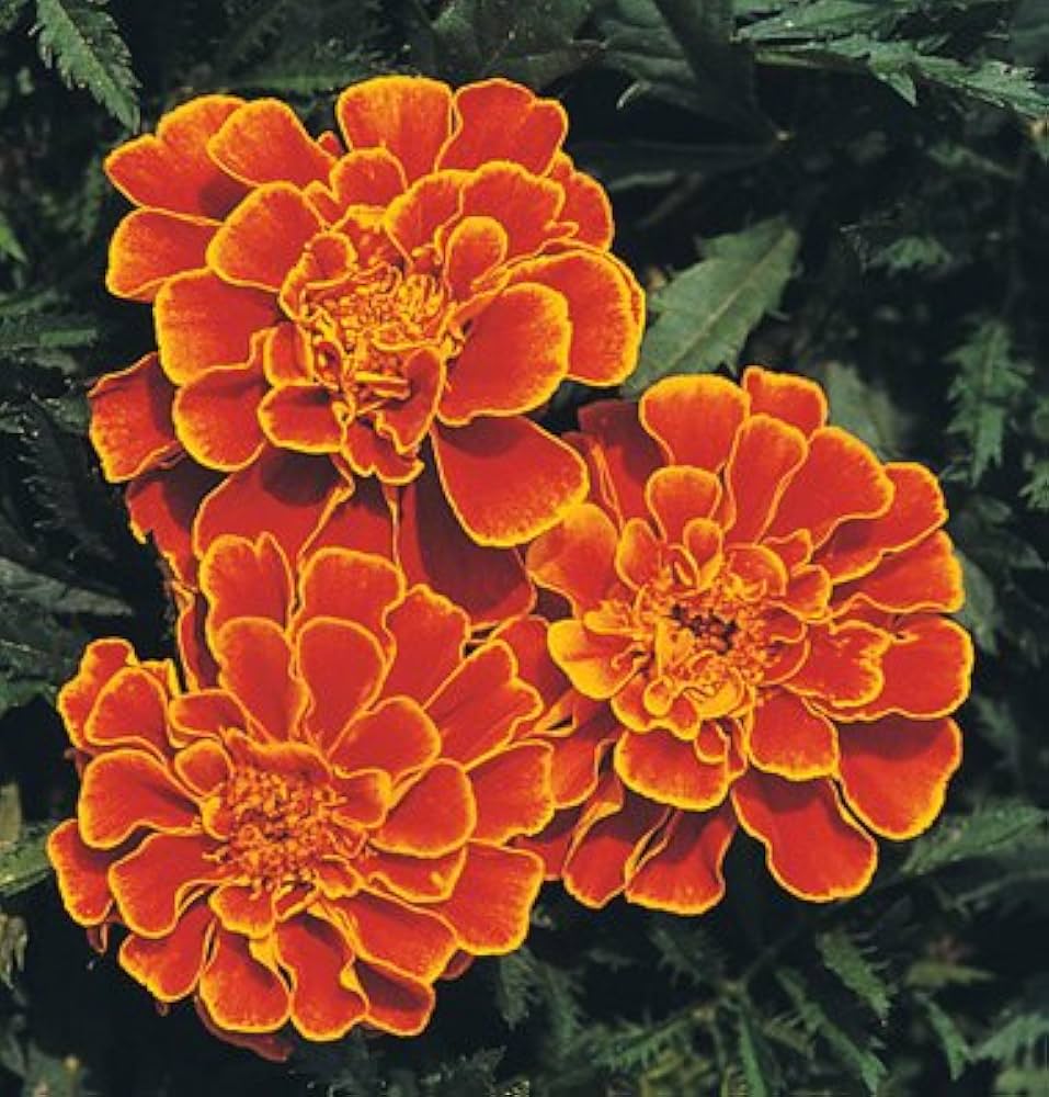 Strawflower plant Xerochrysum bracteatum yellow seeds for planting in home gardens or dried flower arrangements - Dharaseeds