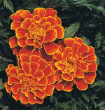 Strawflower plant Xerochrysum bracteatum yellow seeds for planting in home gardens or dried flower arrangements - Dharaseeds