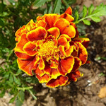 Strawflower plant Xerochrysum bracteatum yellow seeds for planting in home gardens or dried flower arrangements - Dharaseeds