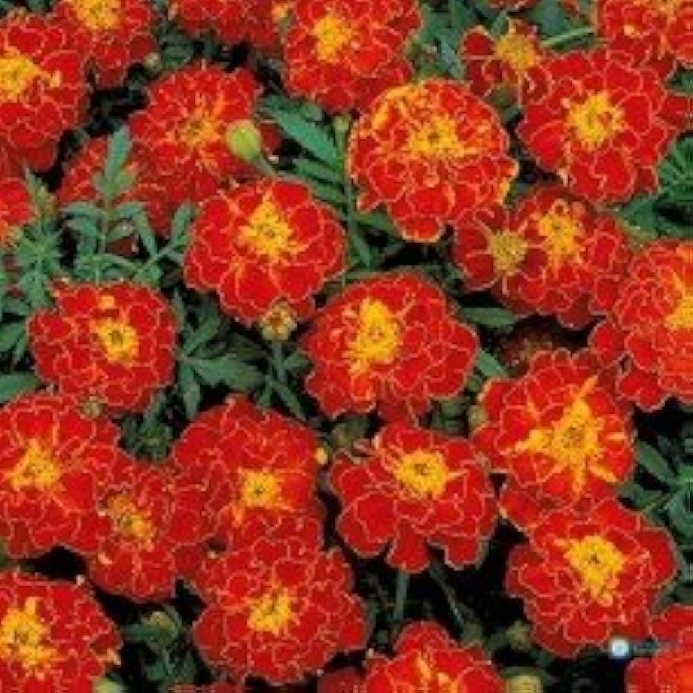 Strawflower plant Xerochrysum bracteatum yellow seeds for planting in home gardens or dried flower arrangements - Dharaseeds